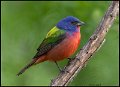 _8SB8891 painted bunting